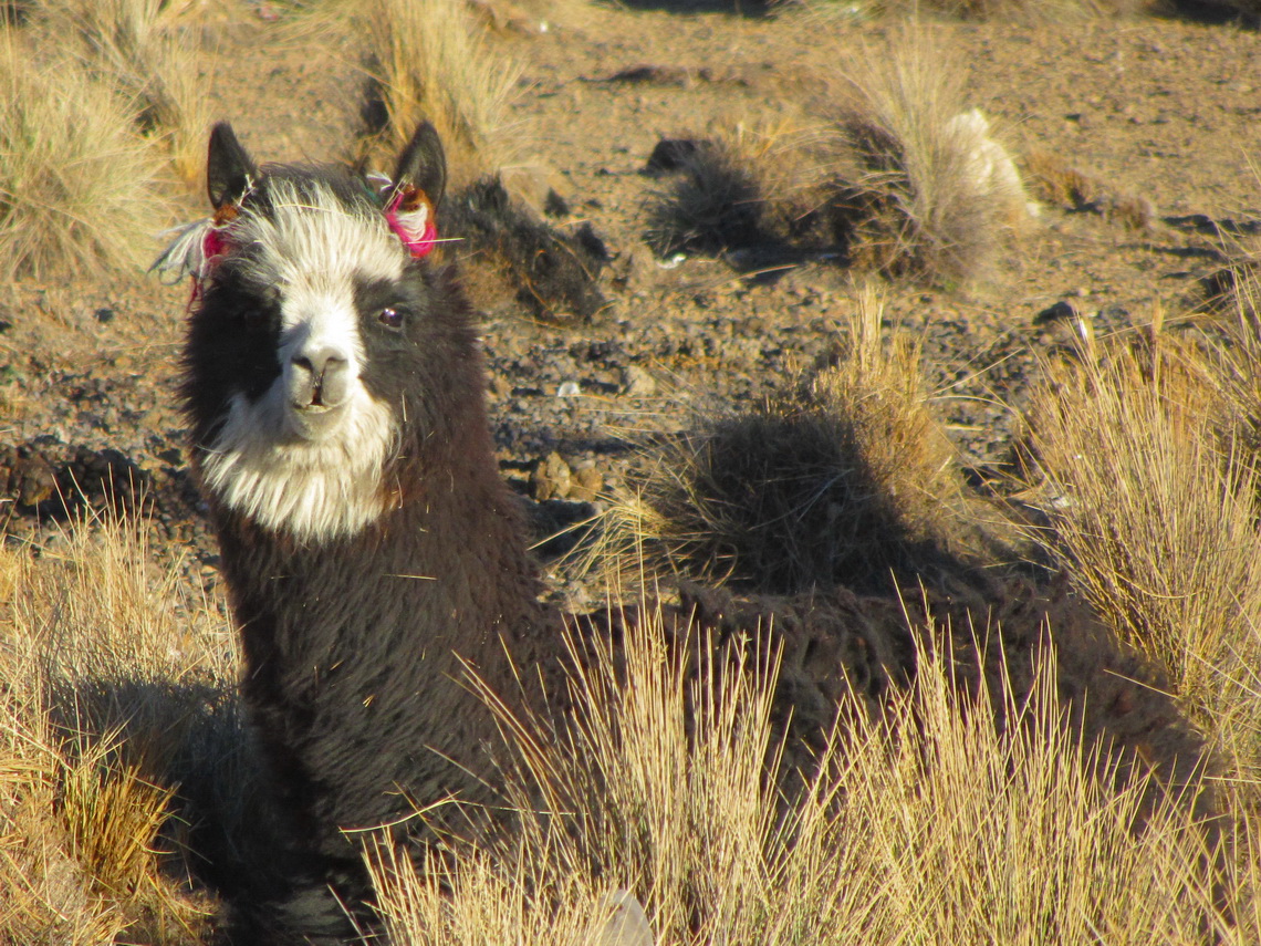 Alpaca in Sajama