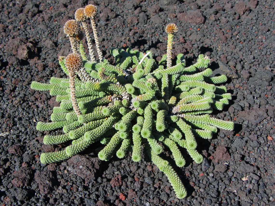 Plant in the lava