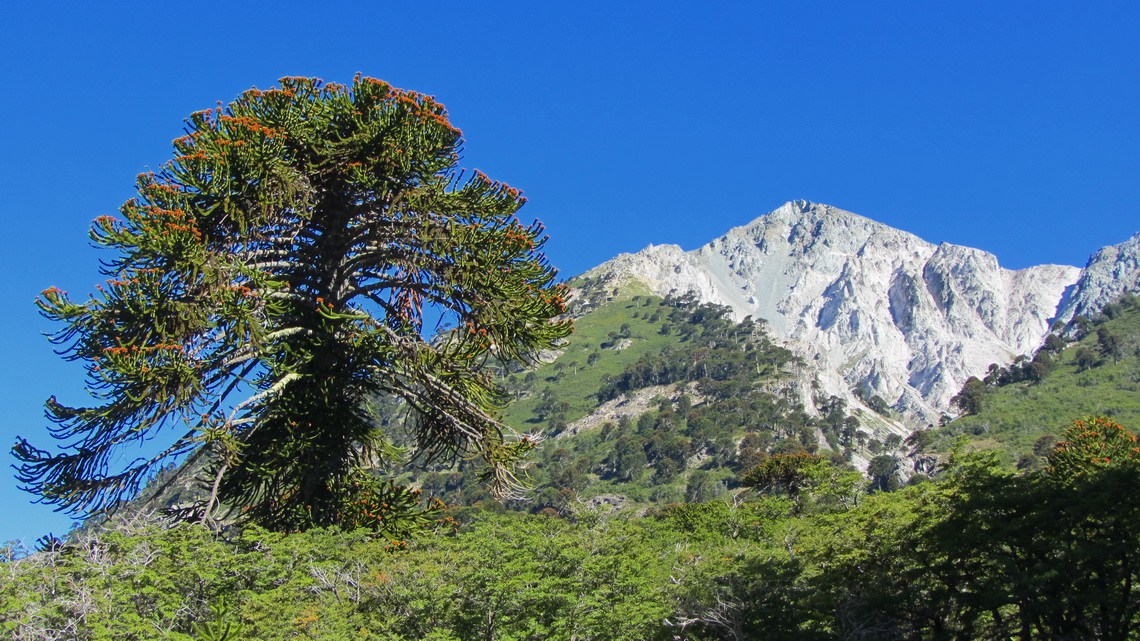 Araucaria with Cerro Impodi seen from the pass between Lago Moquehue and Lago Norquinco
