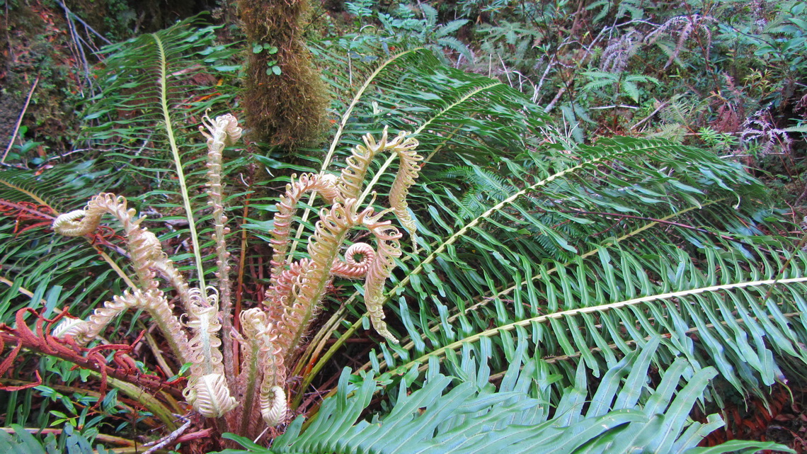 Huge fern in the Parque Pumalin