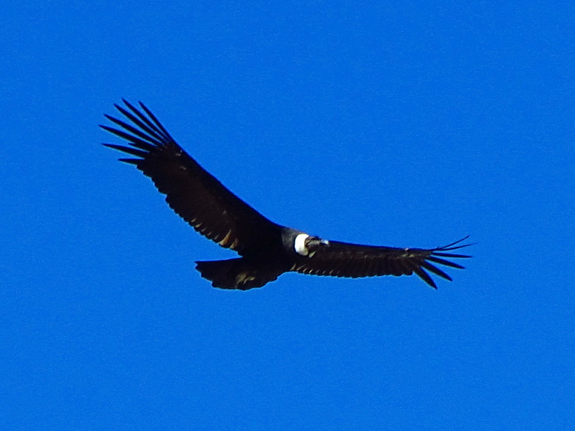 Condor circling Mirador Maestri