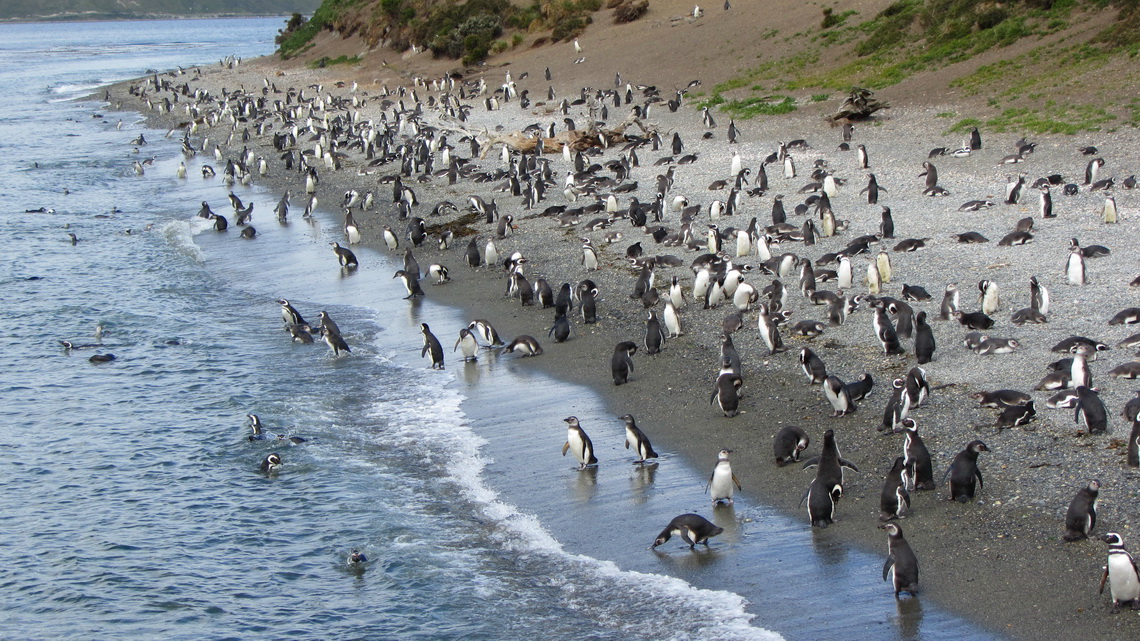 There is a huge Magellanic Penguin colony on an island in front of the Estancia Haberton