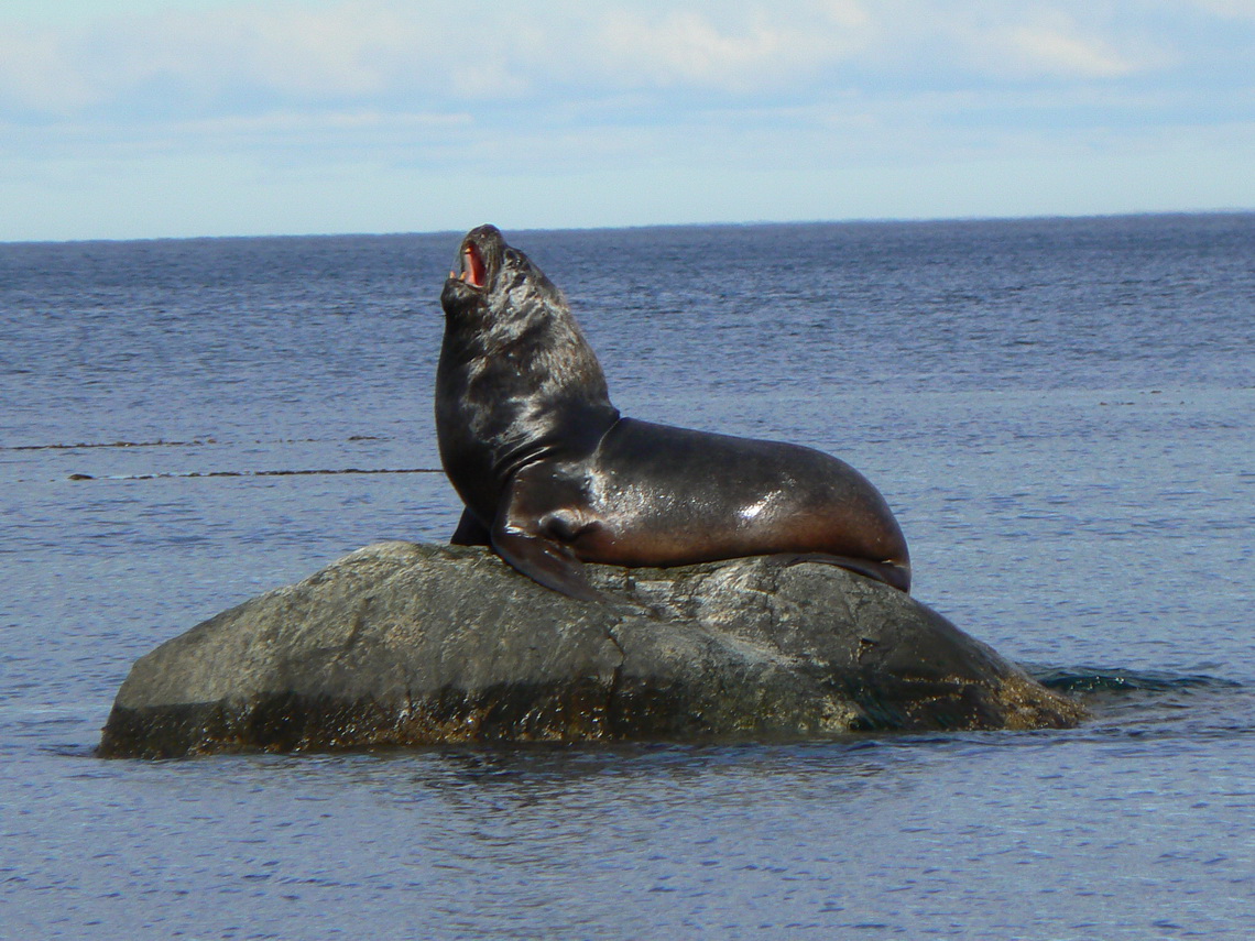 Sea Lion on the beach South of Punta Arenas