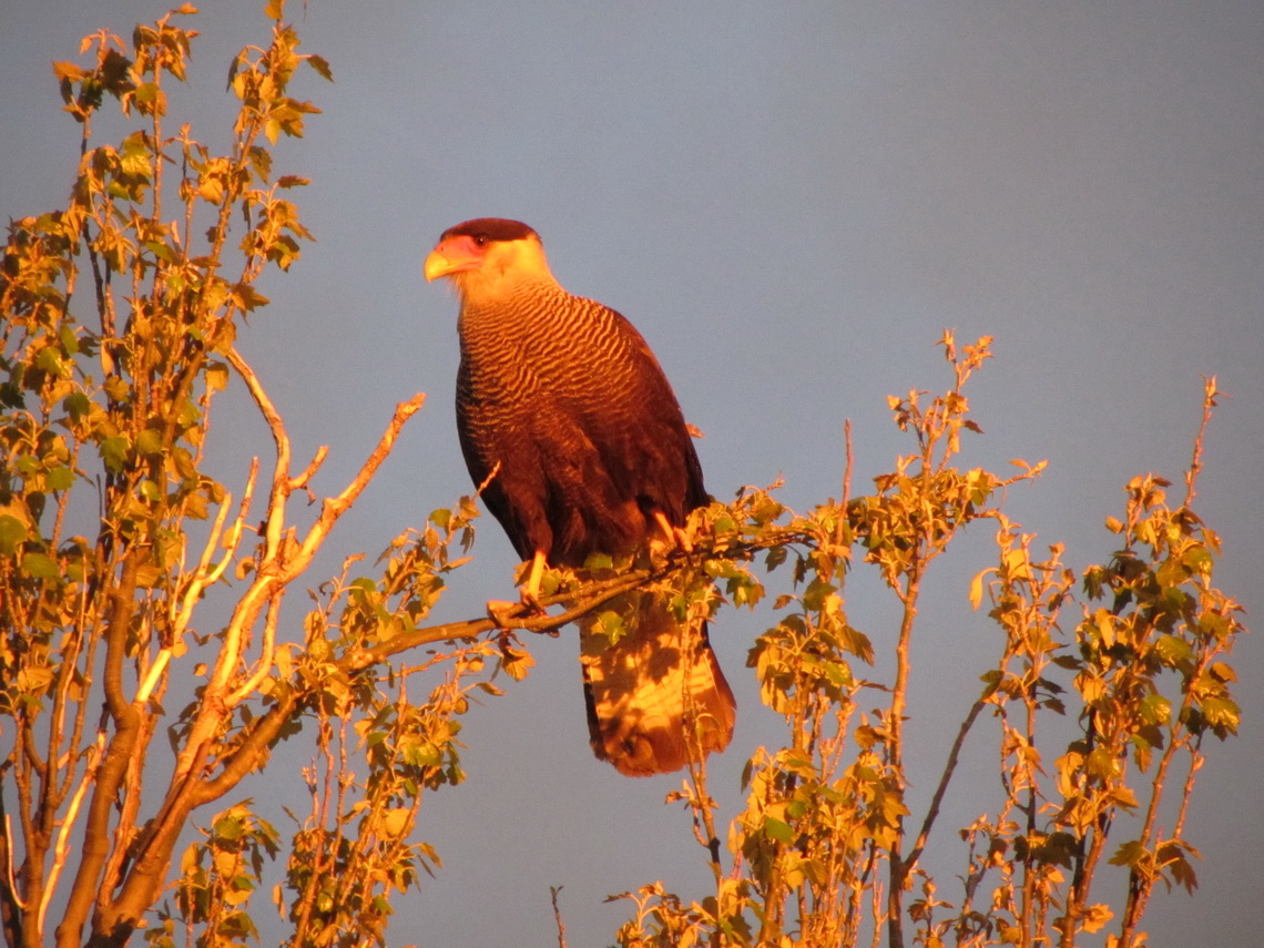 Crested Caracara was watching sunset