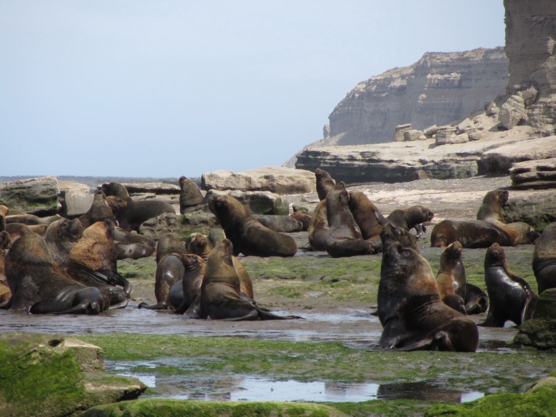 Sea Lions with the cliff in the background