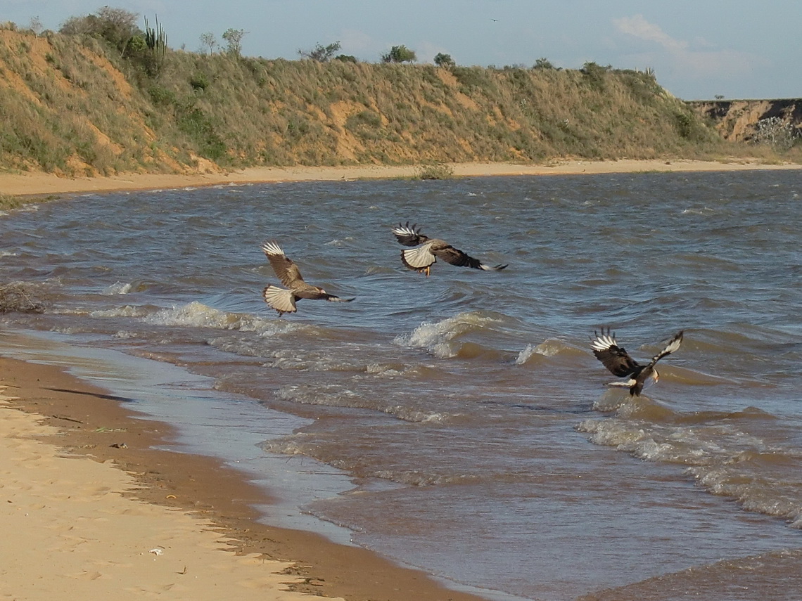 Vultures looking for prey in the Rio Parana