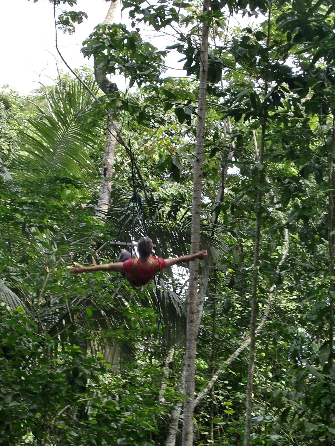 Swinging in the jungle