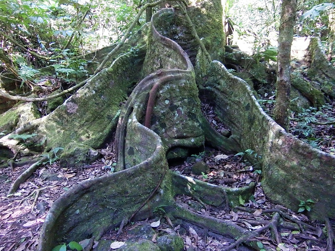 Tree with snake like roots