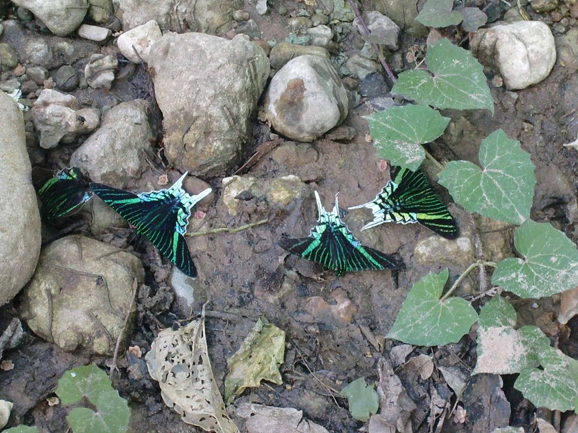 Green-blue butterflies