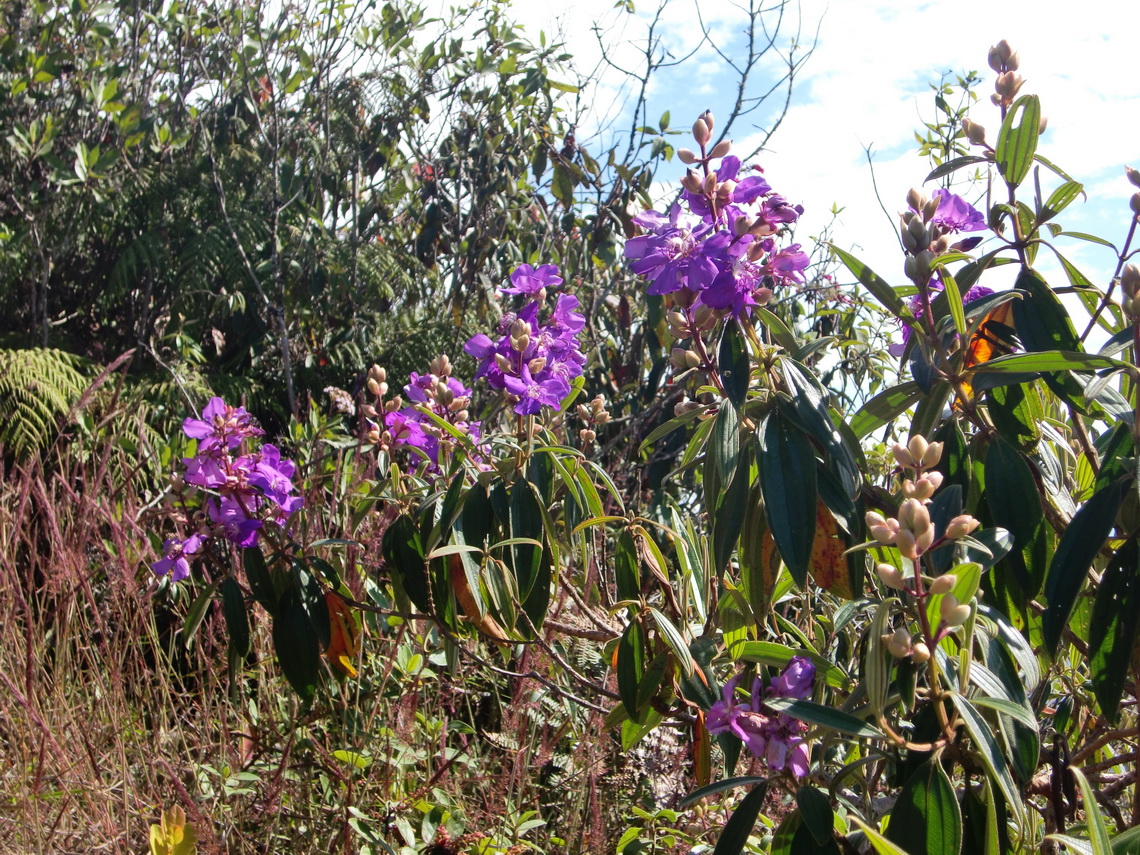 Lilac flowers on top of Cerro Uchumachi