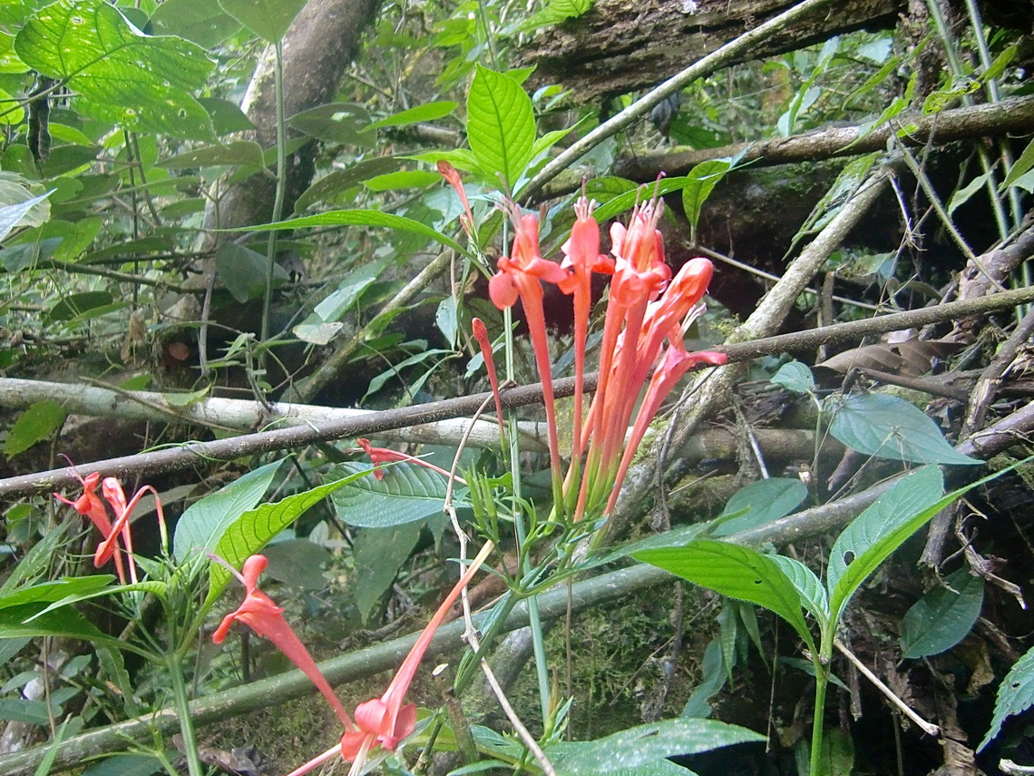 Red flowers close to the waterfalls