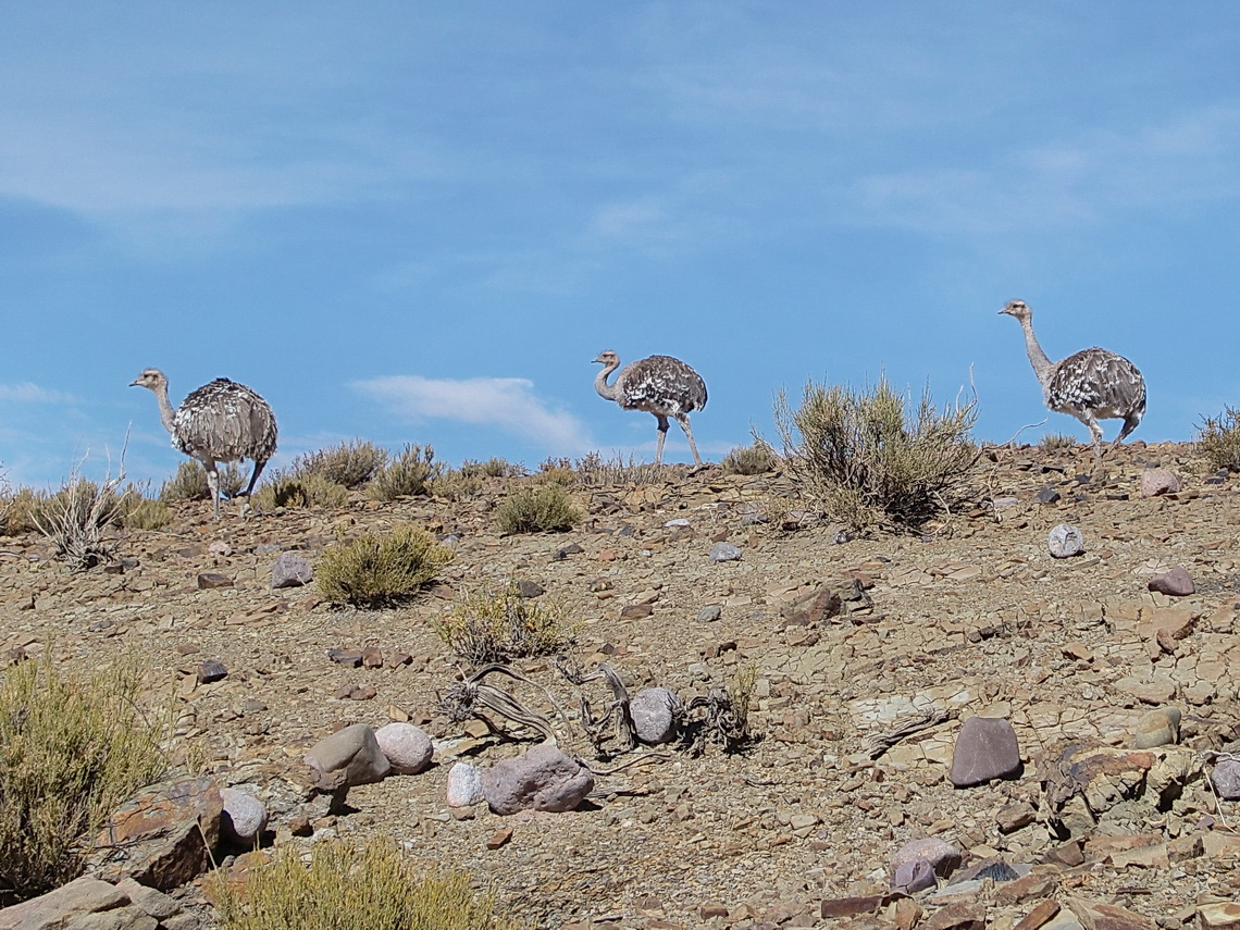 Three Rheas, the Ostriches of Southamerica