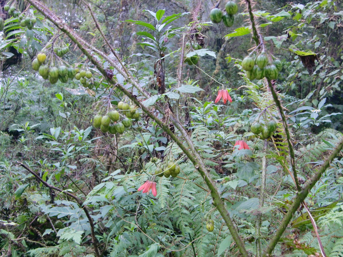 Flowers of the Quebrada de San Lorenzo