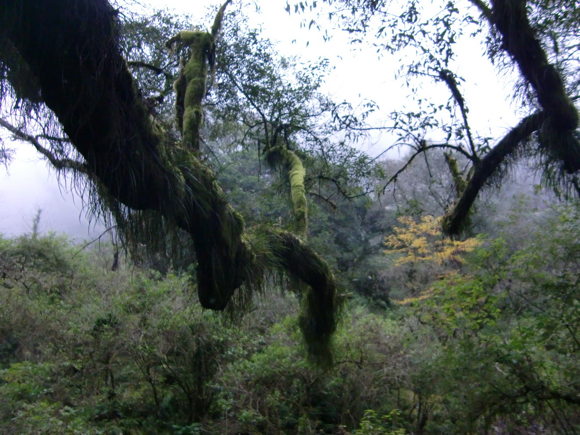 Jungle of the Quebrada de San Lorenzo