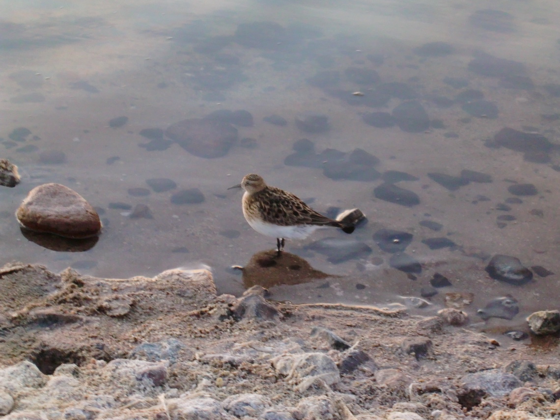 Bird on Laguna de Chaxa