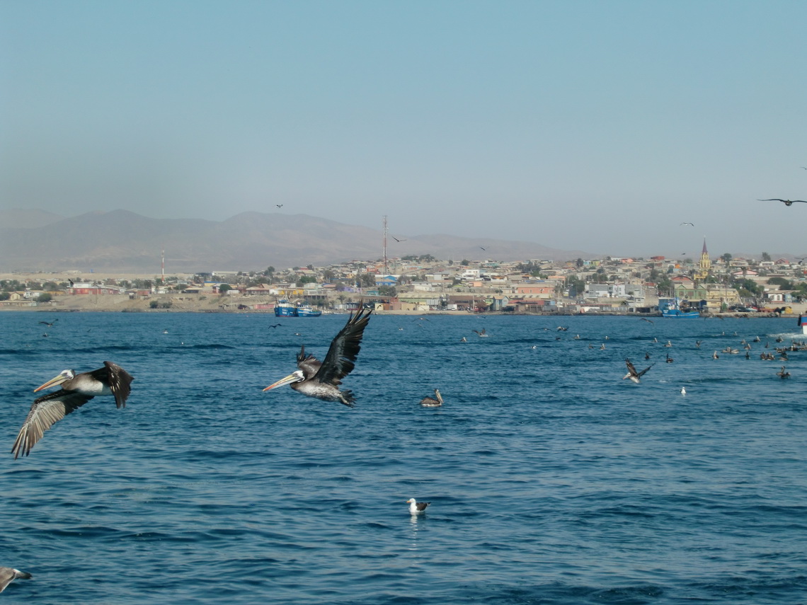 The birds of Caldera