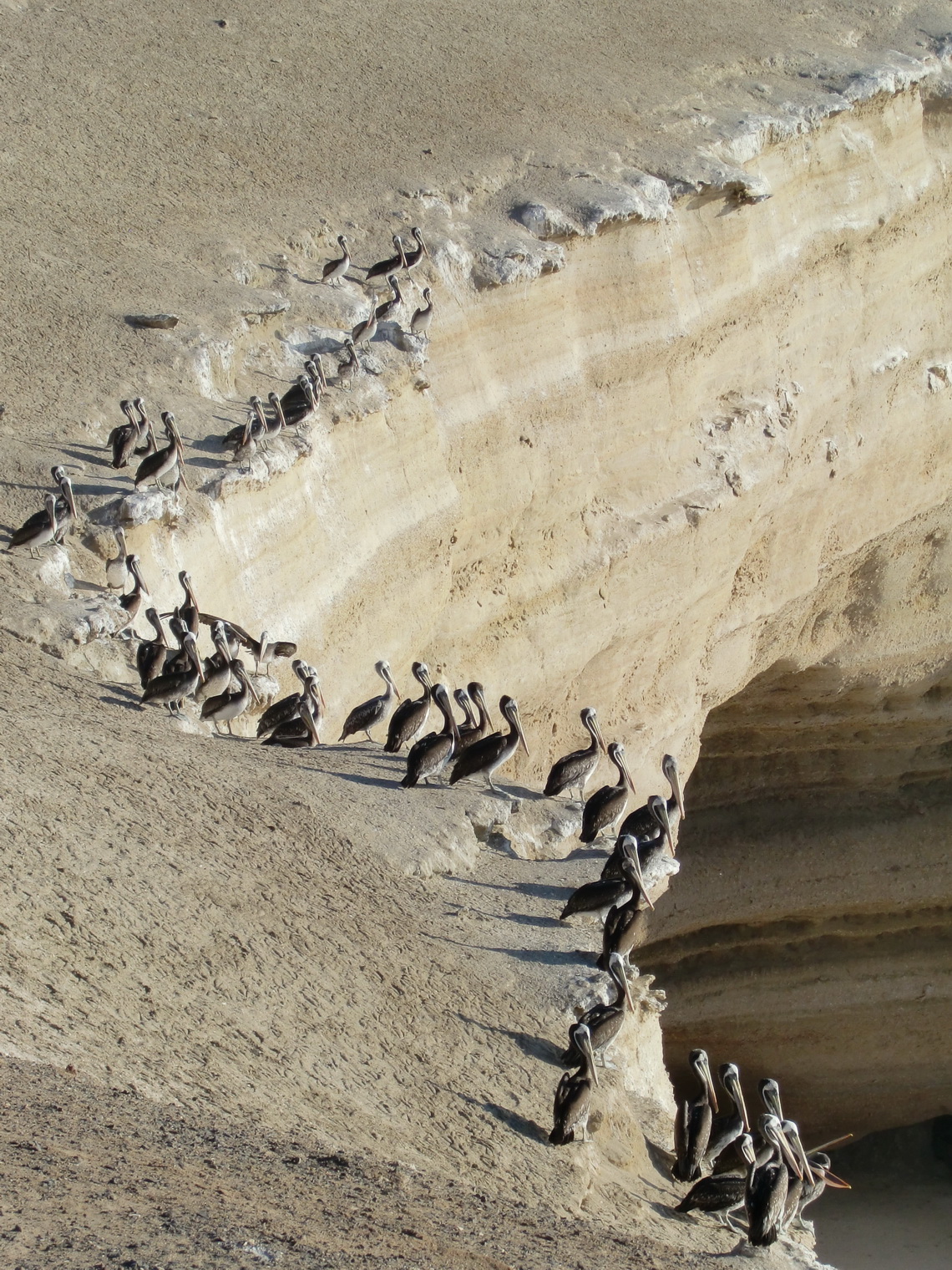 Pelicans on the edge of the beach in front of La Portada