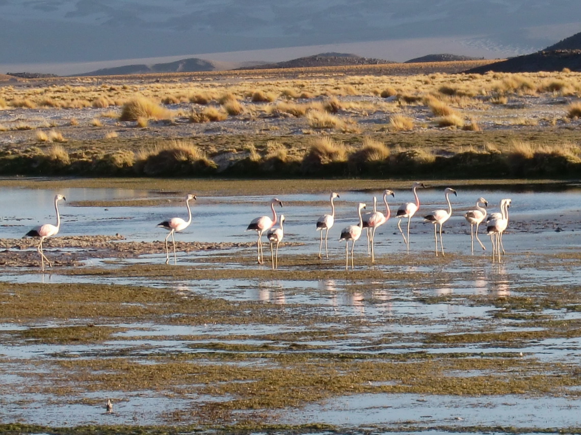 Flamingos on Laguna San Francisco