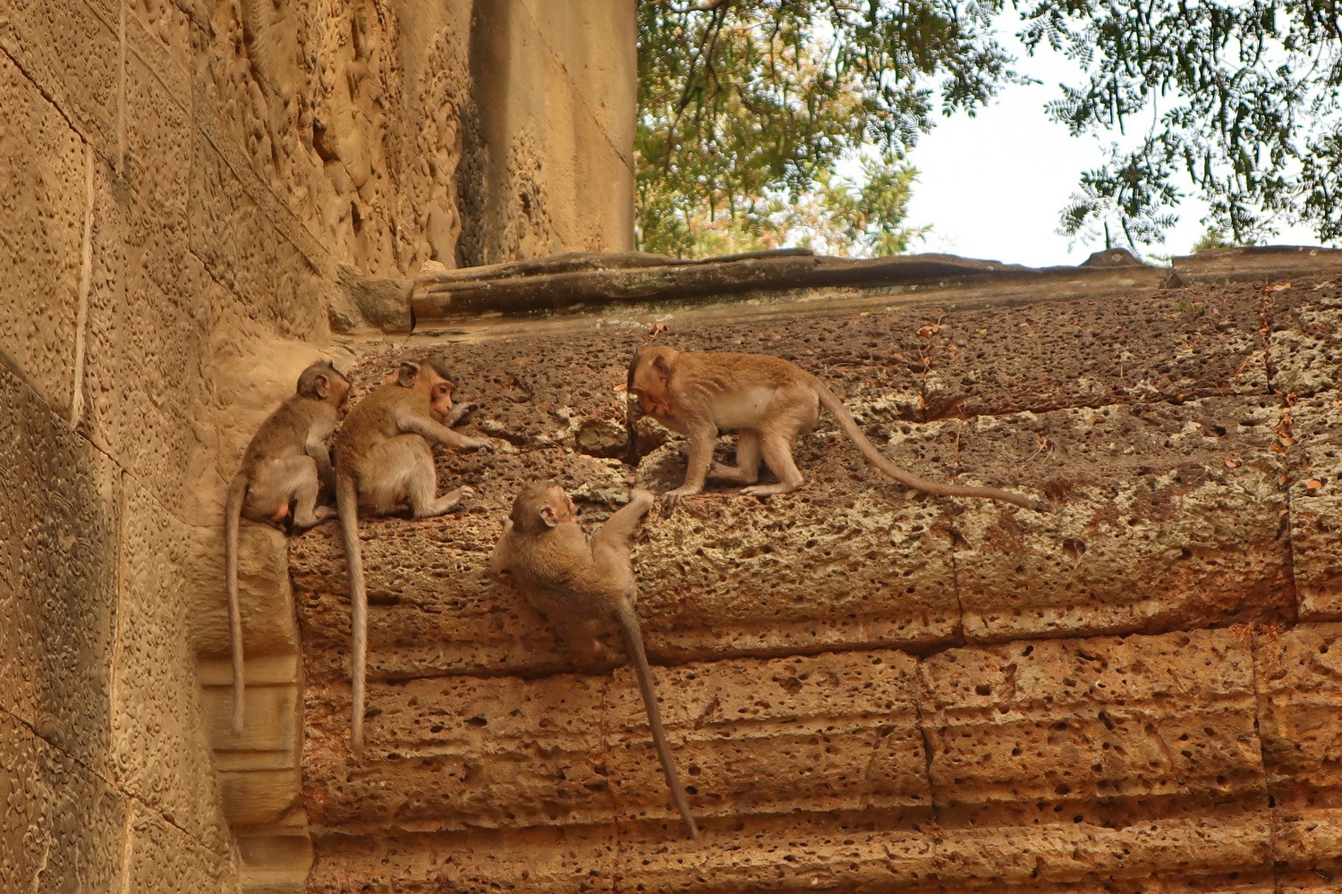 Monkeys of Angkor Wat