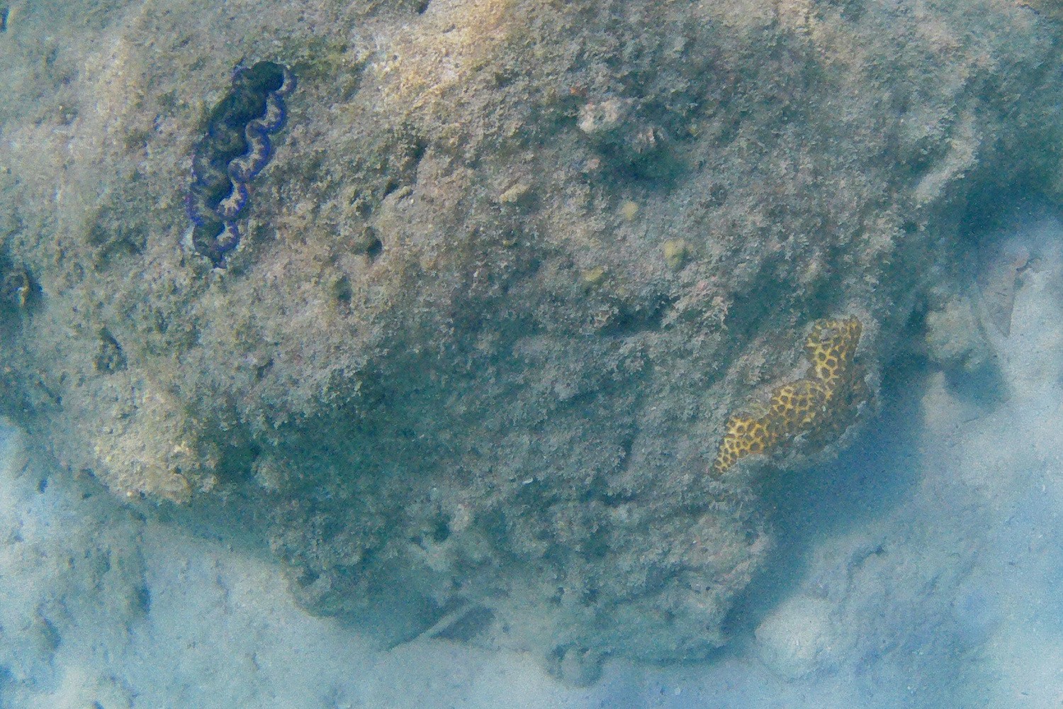 Purple clam in the sea around Koh Rong Sanloem