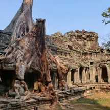 Preah Khan Ruins - Nature comes back