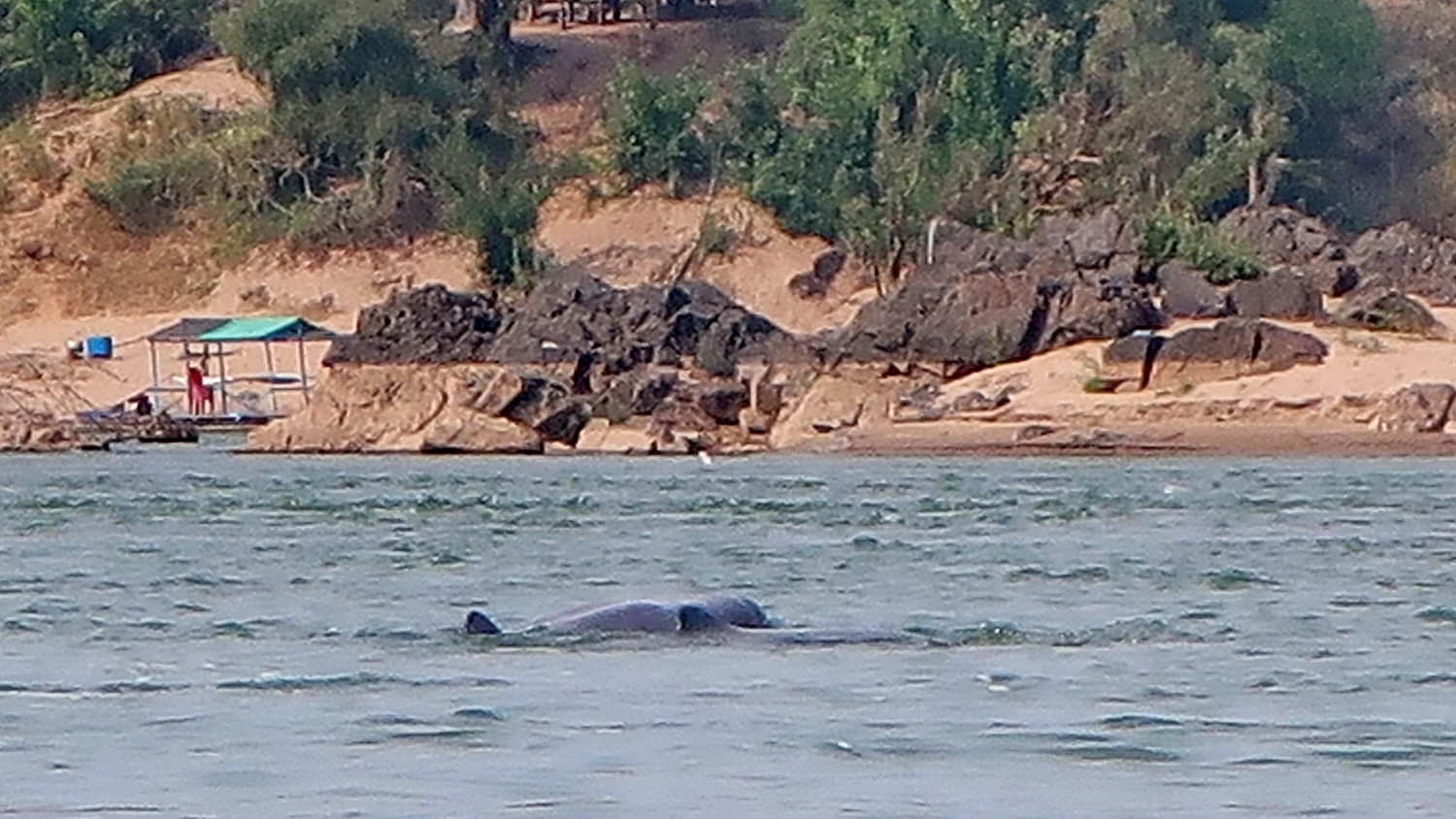 Indeed there are two Irrawaddy Dolphins