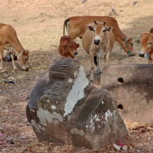 Cattle in the ruins