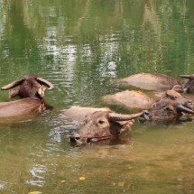 Buffaloes in the water