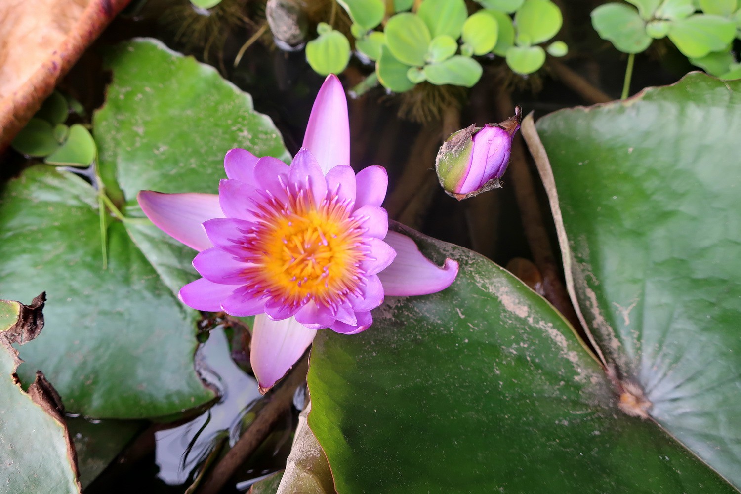 Water lily in Cat Ba