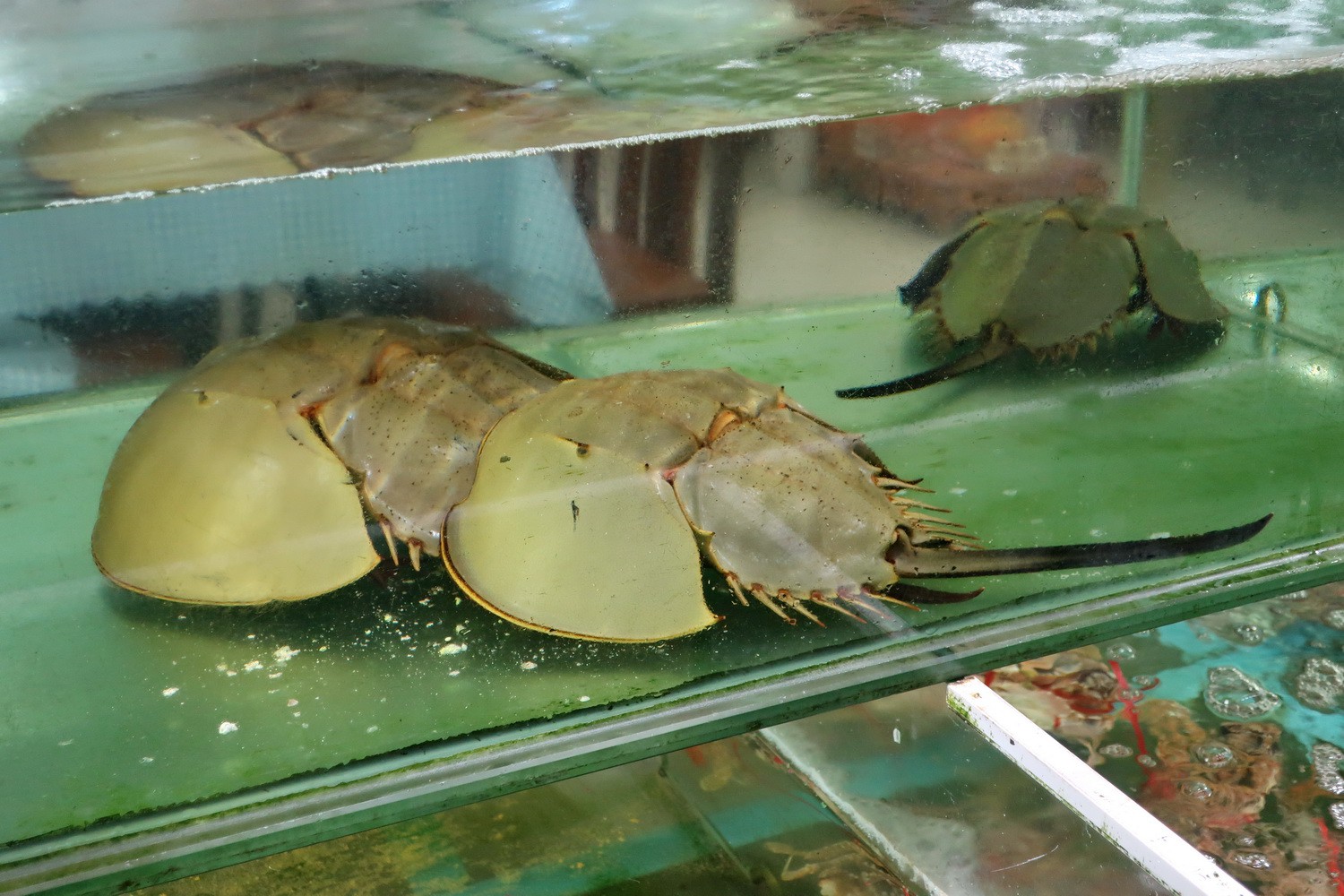 Strange Seafood of Cat Ba