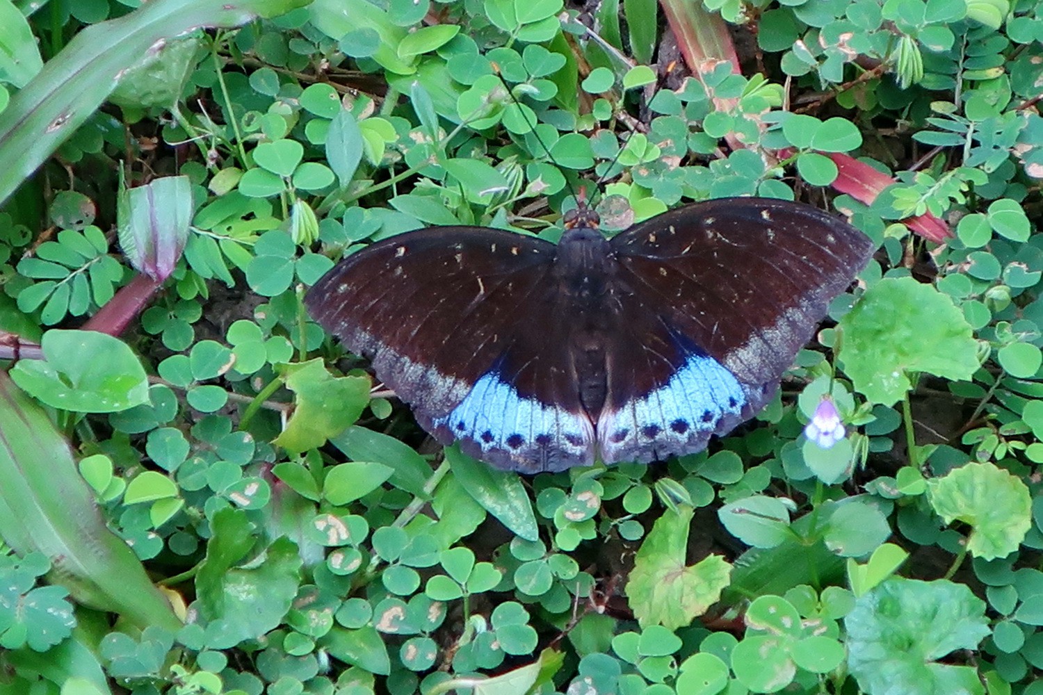 Butterfly in the garden of the Tomb of Minh Mang