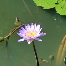 Water lily on Cam Kim island