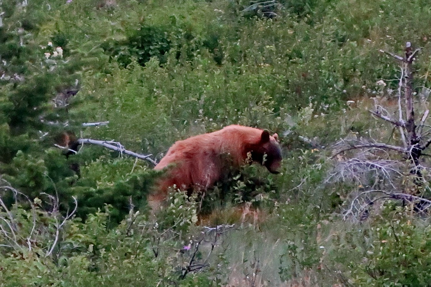 Grizzly on the eastern part of the Going-to-the-Sun road