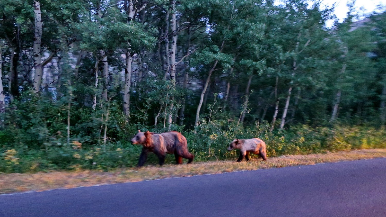 Another (female) Bear with cub walking on the street at dawn
