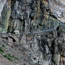 Mountain Goat in the rocks