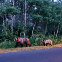 Another (female) Bear with cub walking on the street at dawn