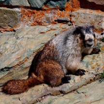 Hoary Marmot on the summit