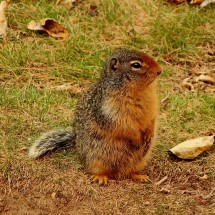 Ground Squirrel on Blue River rest area