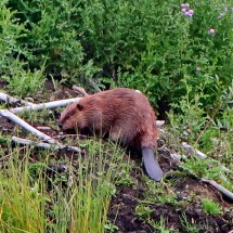 Beaver, which is one of the official symbol of Canada