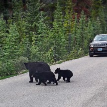 Black Bear Sow with two cubs crossing the street to Maligne Lake - Kuba shot this picture