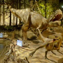 Albertosaurus in the Royal Tyrrell Museum in Drumheller