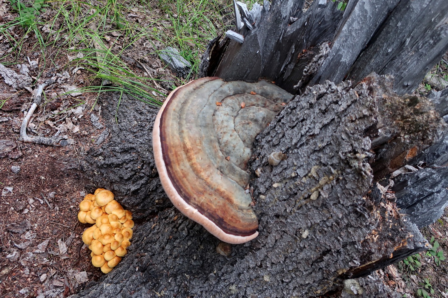 Mushrooms on the Dezadeash River Trail
