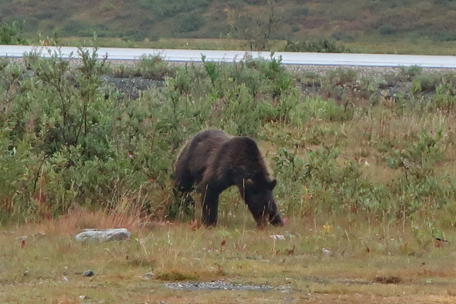 Lone Bear strolling around our car on Chuck Creek in the morning