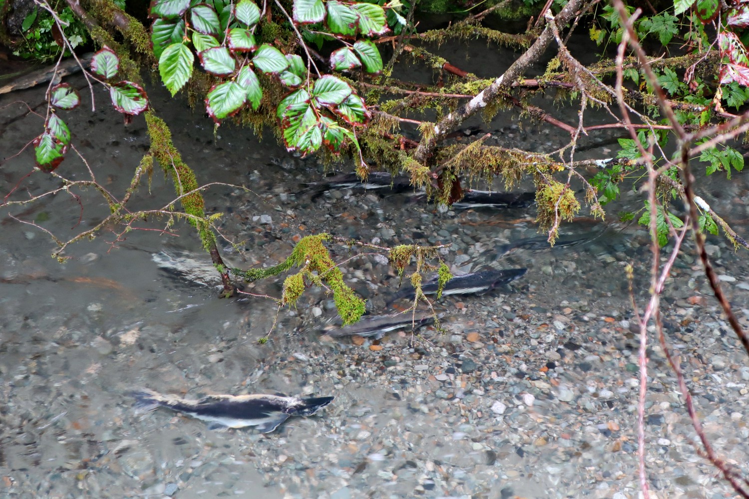 Salmon in Fish Creek