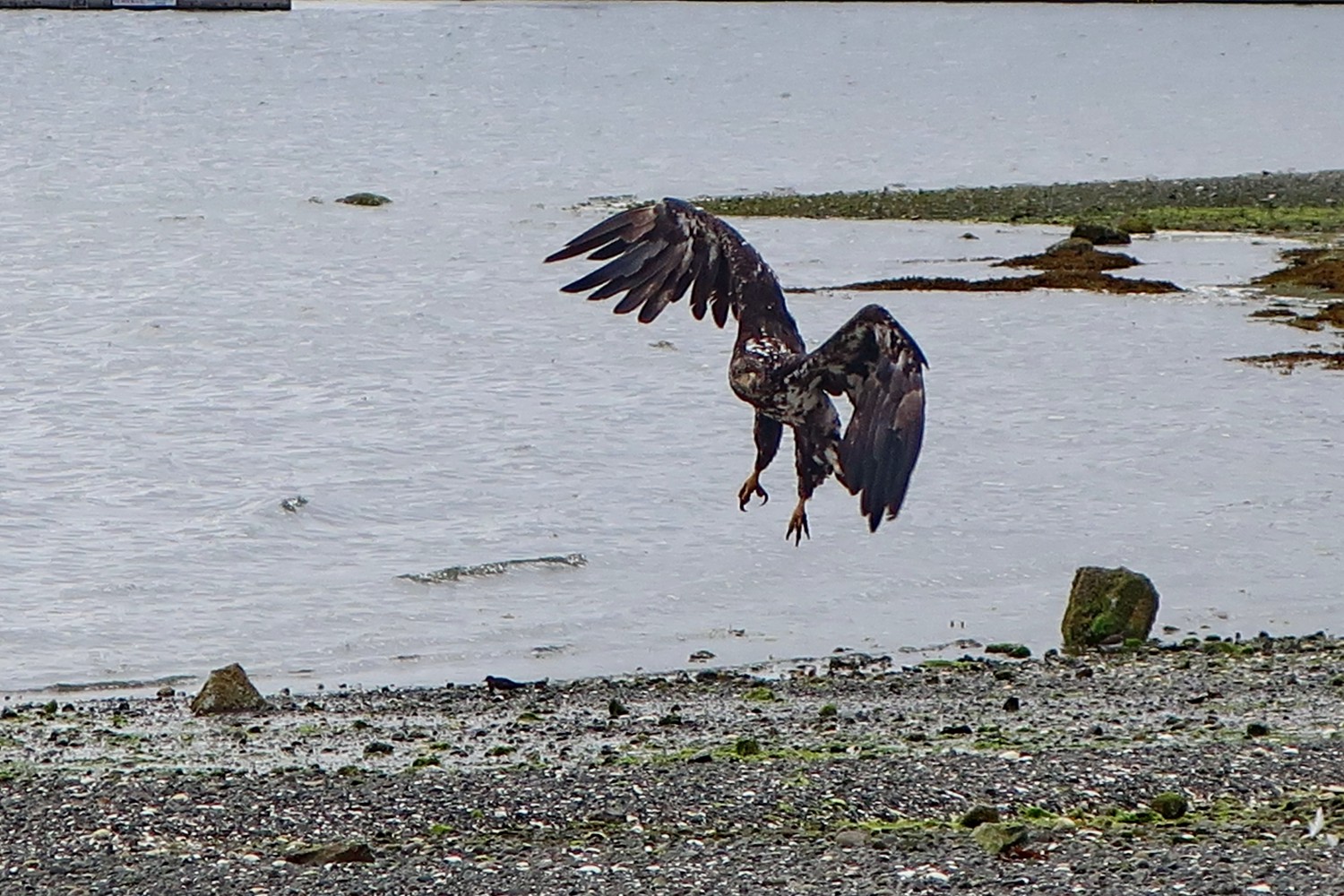 Younger Bald Eagle on the beach of Port Hardy close to the Visitor Center