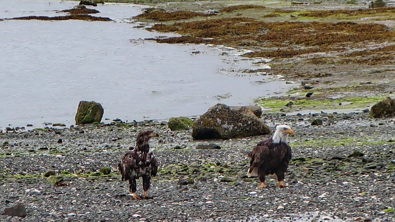 Old and young Bald Eagles