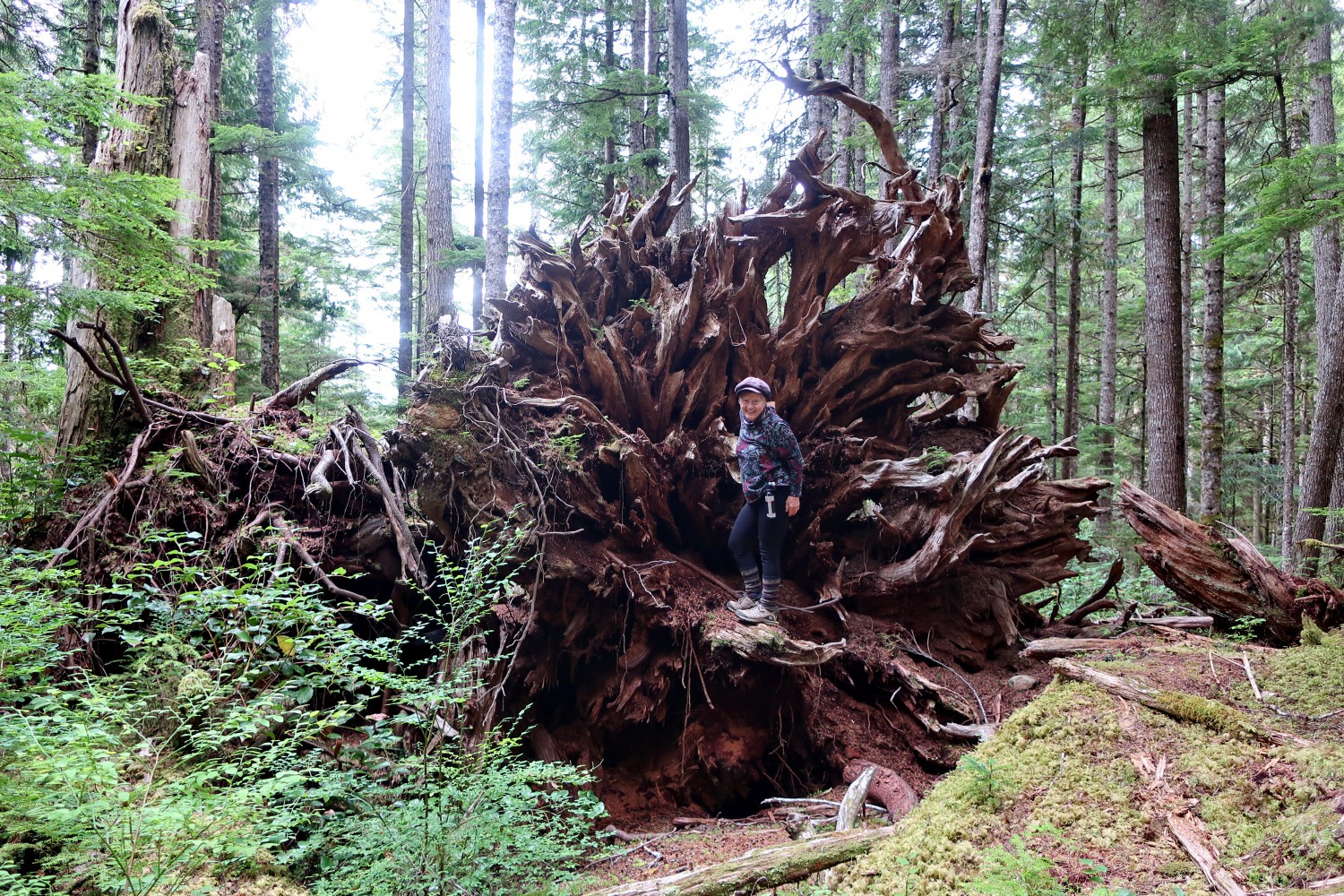 Huge trunk on Beaver Lake Trail