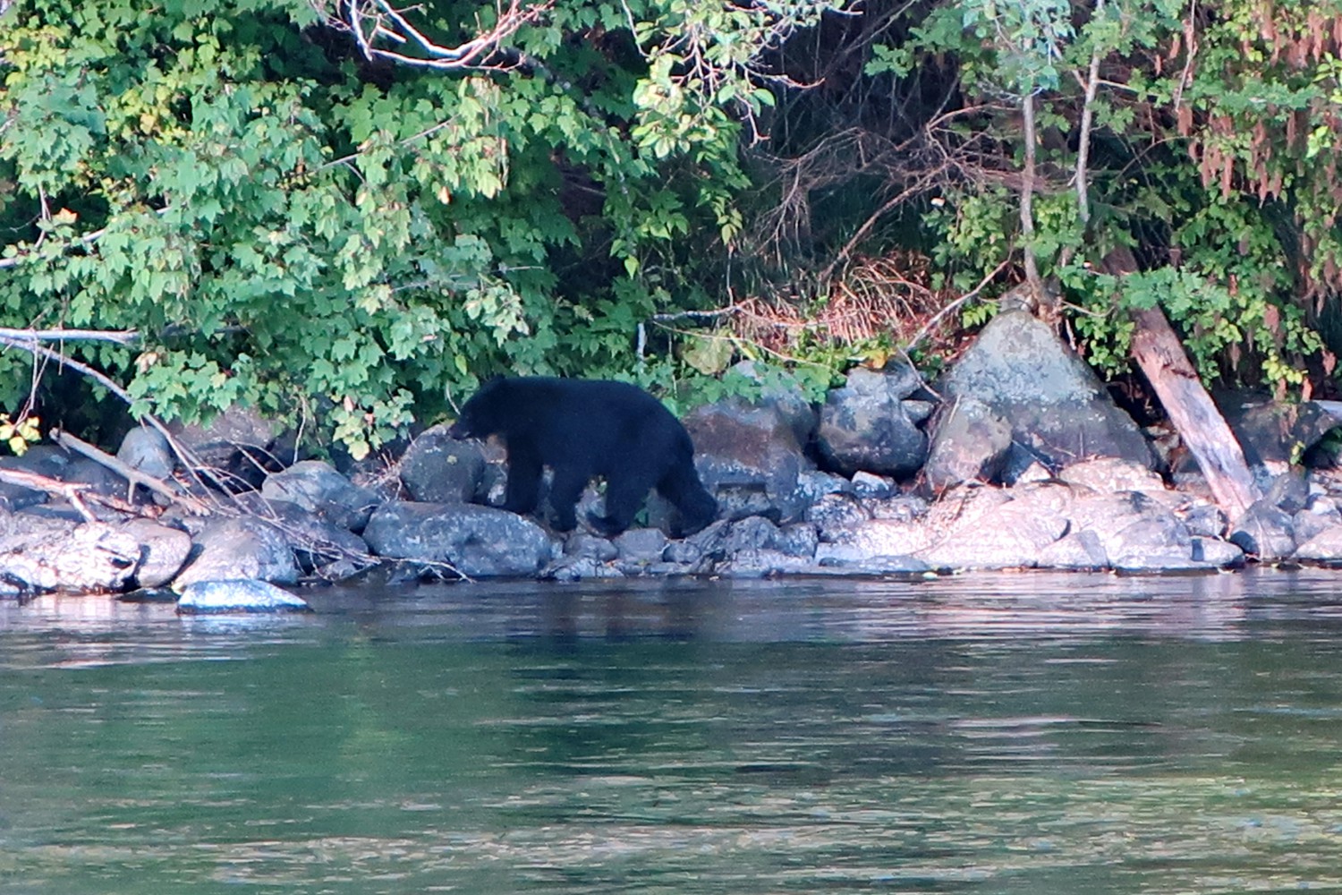Searching Black Bear on Campbell River