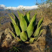 Agave in Hierve el Agua