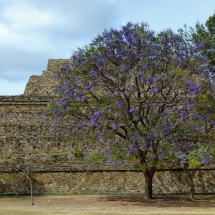 Purple tree in front of the ruins of Monte Alban